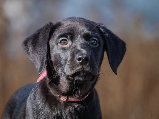Neo (25227) a Labrador Retriever Adopté on  8 December 2025