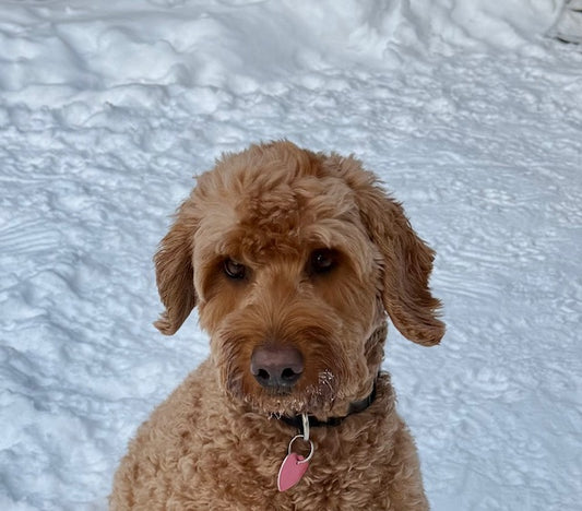 Newton (25254) a Goldendoodle Adopté on 24 January 2026
