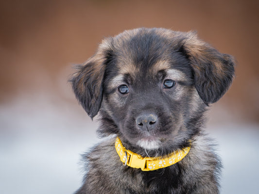 Nexxus (24338) a Labrador-x Adopté on 22 February 2025