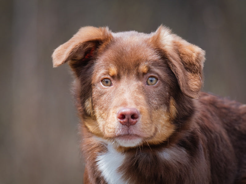 Nike Border Collie-x Available for Adoption Animatch