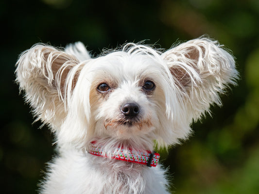 Nina (26205) a Chinese Crested Adopté on 28 September 2026