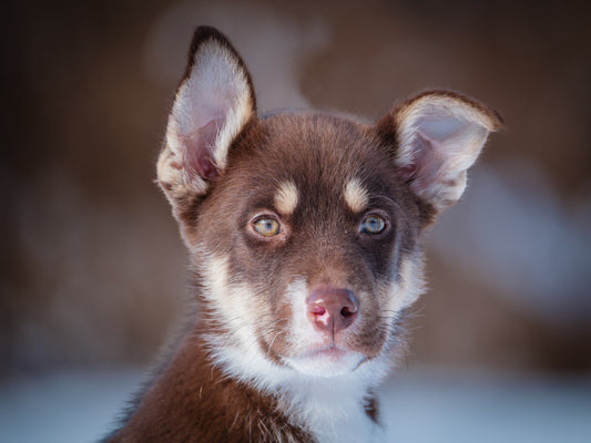 Nivea (24222) a Husky-x Adopté on  5 January 2025