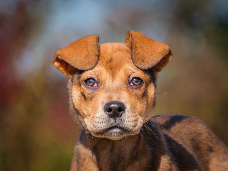 Maisy Shepherd-x Adopted Animatch