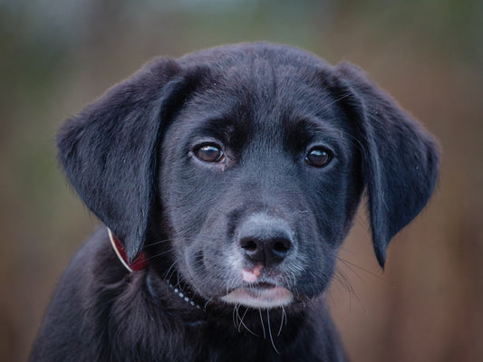 Noir (25220) a Labrador Retriever Adopté on  8 December 2025