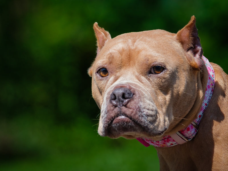 Nutmeg Miniature Bully Available for Adoption Animatch