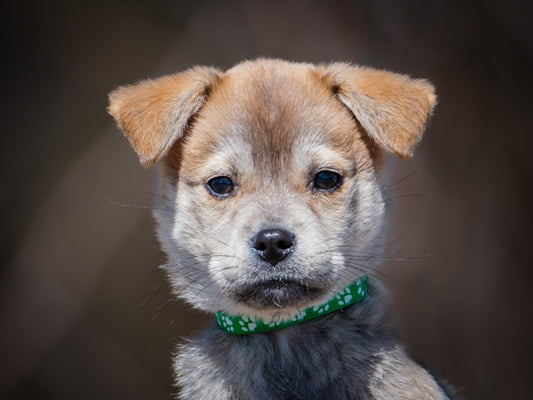 Oh Henry (25067) a Labrador x Berger Adopté on  2 June 2025