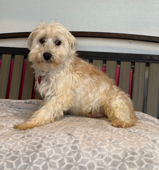 Olaf (25273) a Bichon Havanais Adopté on 25 January 2026