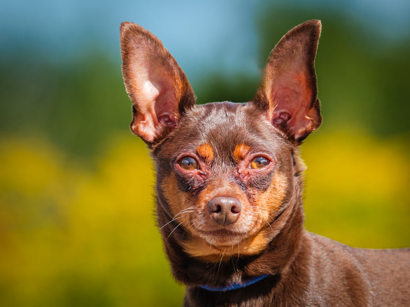 Ollie Miniature Pinscher Available for Adoption Animatch