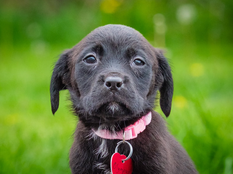 Olympe Rottweiler-x Disponible pour adoption Animatch