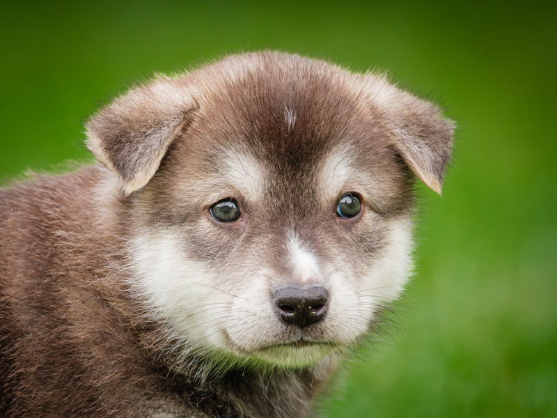 Oregano Husky-x Available for Adoption Animatch