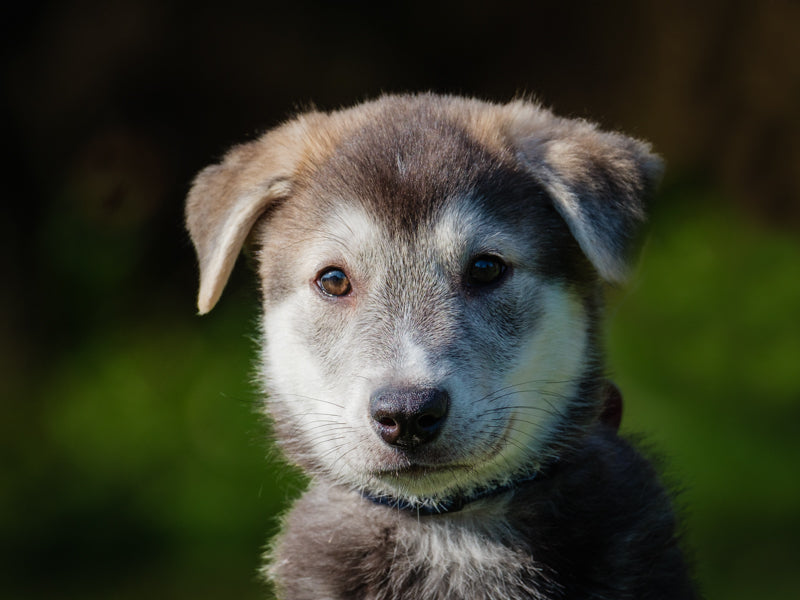 Oregano Husky-x Adopté Animatch