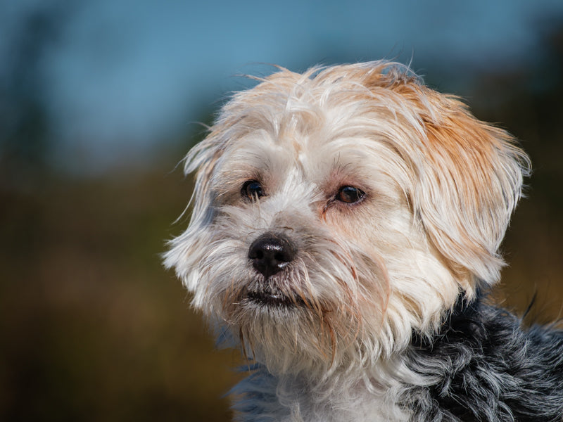 Oreo Yorkie-x Adopted Animatch