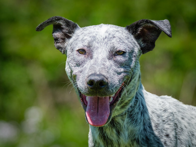 Oreo Catahoula x Rhodesian Ridgeback Available for Adoption Animatch