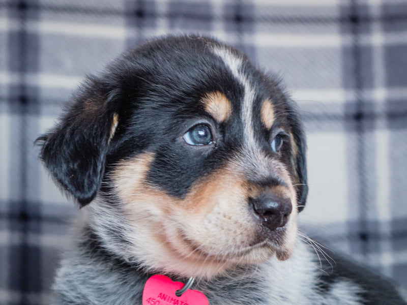 Orion Labrador Adopted Animatch