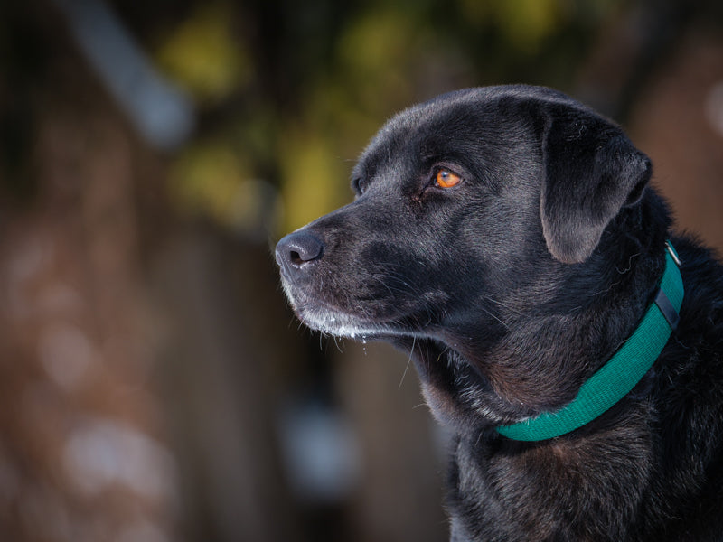 Orka Lab-x Available for Adoption Animatch