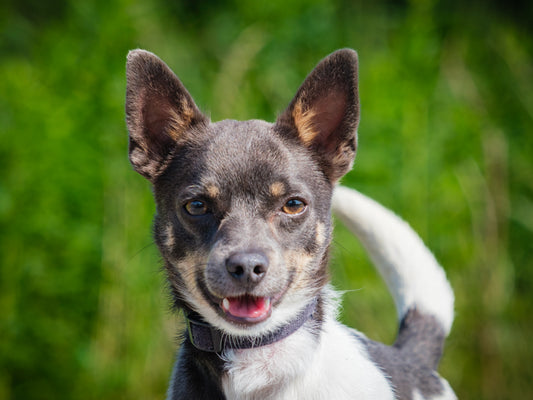 oscar (25126) a Chhuahua Adopté on  7 August 2025