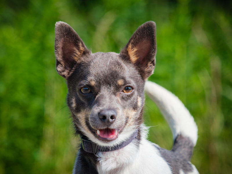 Oscar Chhuahua Available for Adoption Animatch