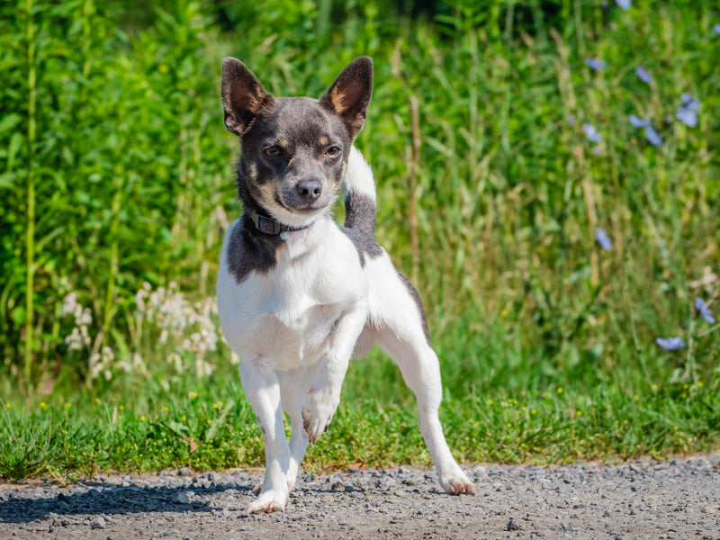 Animach Oscar – Animatch.ca Dog Adoption
