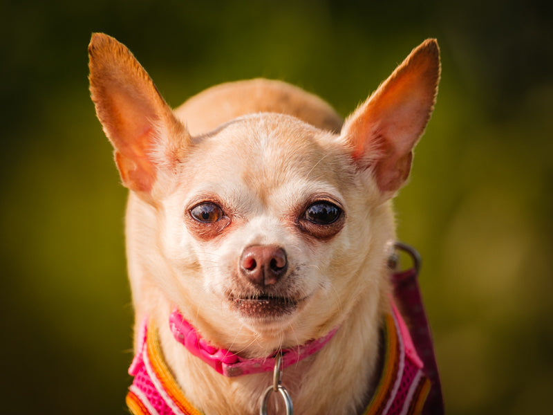 Osha Chihuahua Adopted Animatch