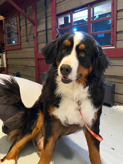 Olaf Bernese Mountain Dog Adopted Animatch
