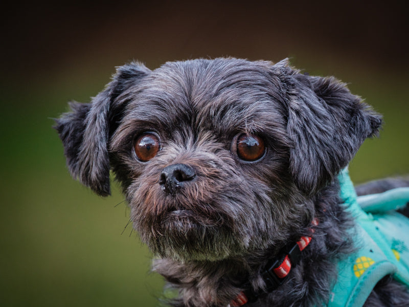 Osorio Shih Tzu x Terrier Available for Adoption Animatch