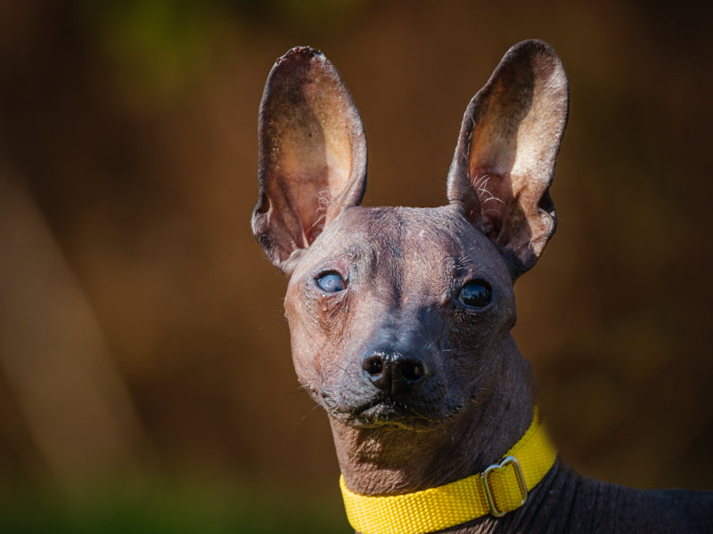 Pablo Xoloitzcuintli (Mexican Hairless) Available for Adoption Animatch