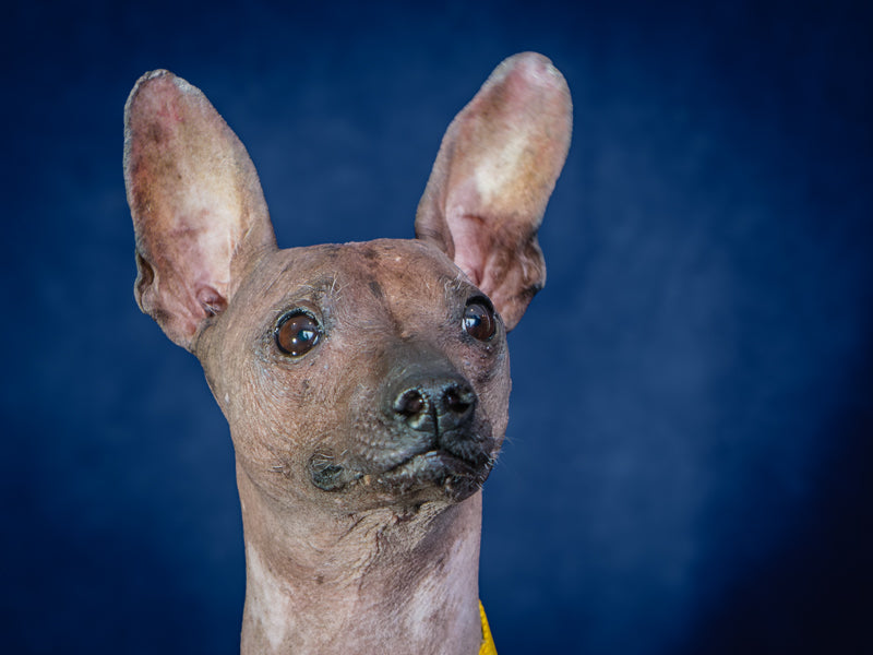 Pablo Xoloitzcuintli (Mexican Hairless) Adopted Animatch