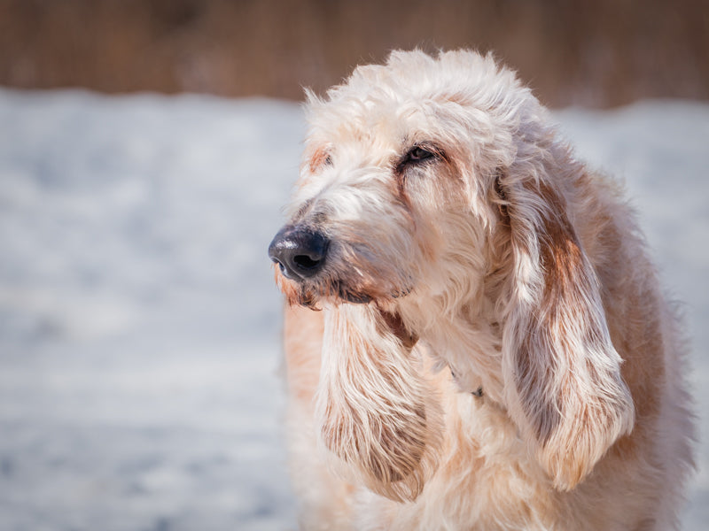 Page Hound Available for Adoption Animatch