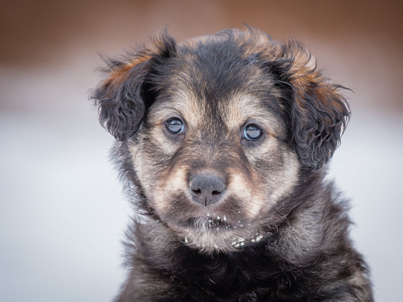 Pantene Labrador-x Available for Adoption Animatch