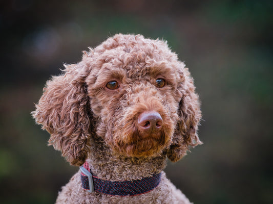Parker (25110) a Goldendoodle Adopté on  9 November 2025
