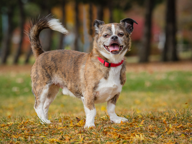 Patch Pékinois x Chihuahua Adopté Animatch