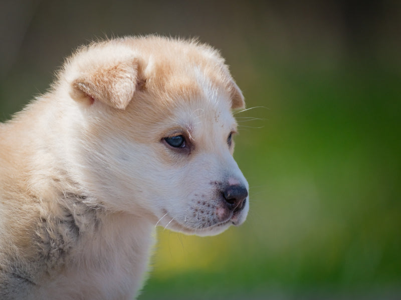 Butter Husky x Shepehrd Adopted Animatch