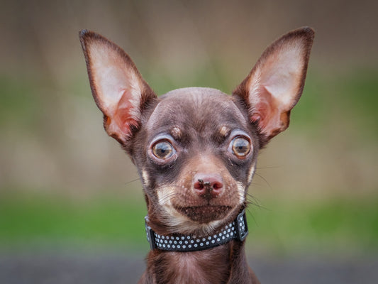 Pedro (26091) a Chihuahua Adopté on 25 May 2026