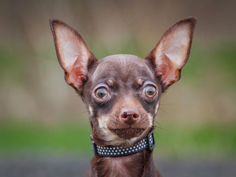 Pedro Chihuahua Available for Adoption Animatch