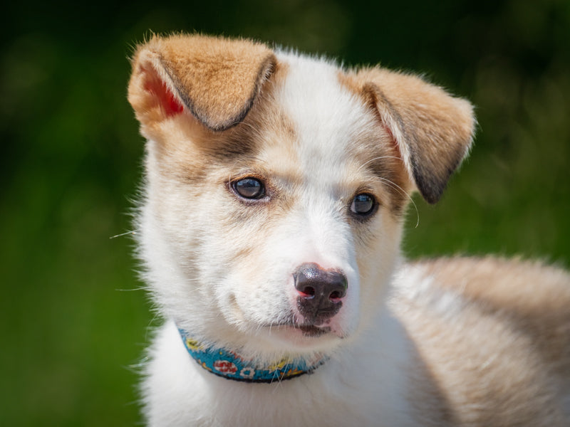Penny Lab x Husky Adopted Animatch