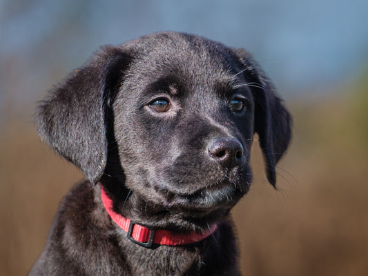 Phoenix (25223) a Labrador Retriever Adopté on 12 December 2025