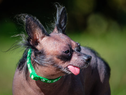 Picasso Chinese Crested  Available for Adoption Animatch