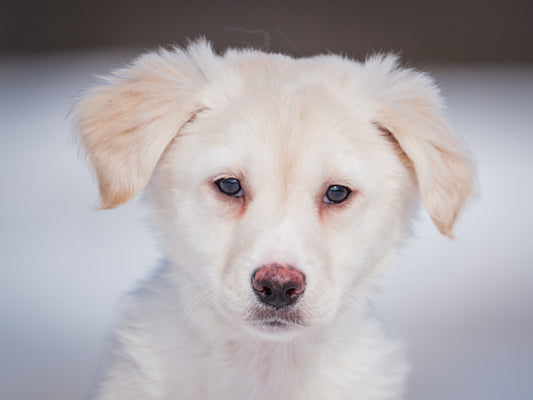 Pig Pen (24336) a Labrador-x Adopté on  2 March 2025