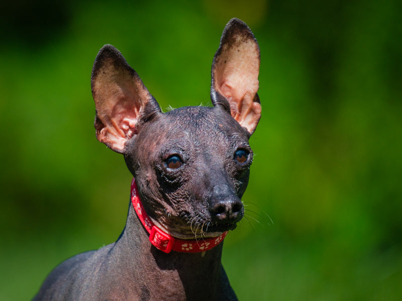 Pinky Mexican Hairless Available for Adoption Animatch