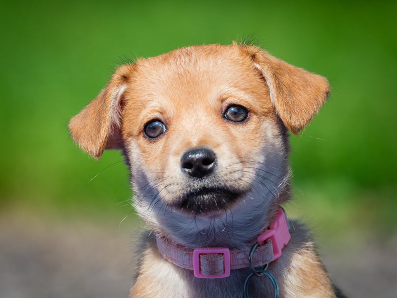 Pip Chihuahua-x Adopted Animatch