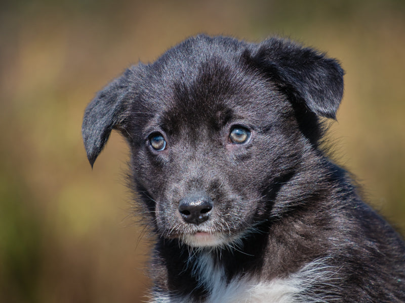 Pisces Shepherd-x Available for Adoption Animatch