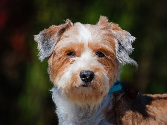 Pixel (25176) a Havanese Adopté on 17 October 2025