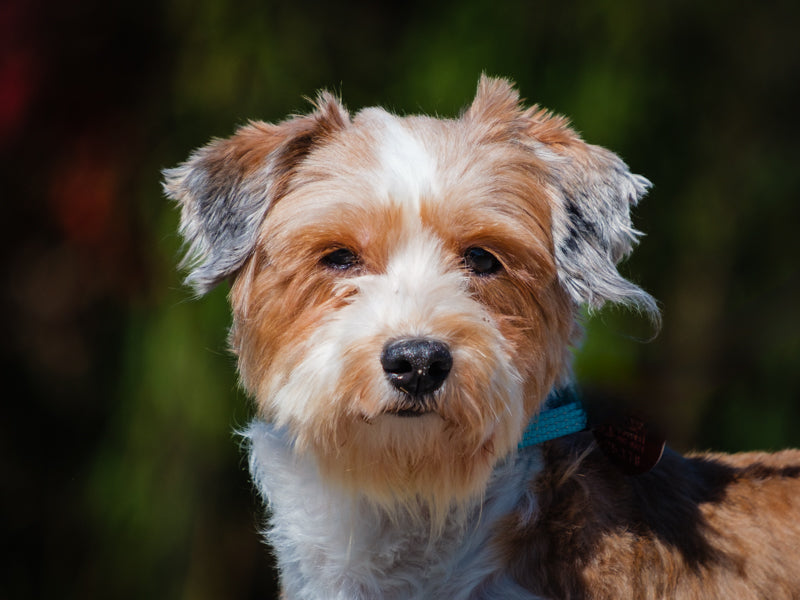 Pixel Havanese Adopted Animatch