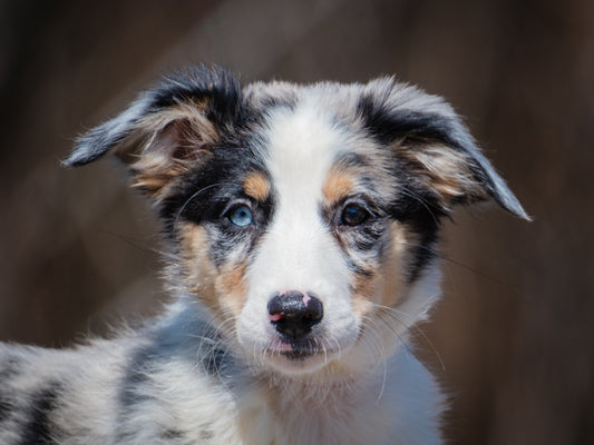 Pixie (25060) a Berger australien Adopté on  2 June 2025