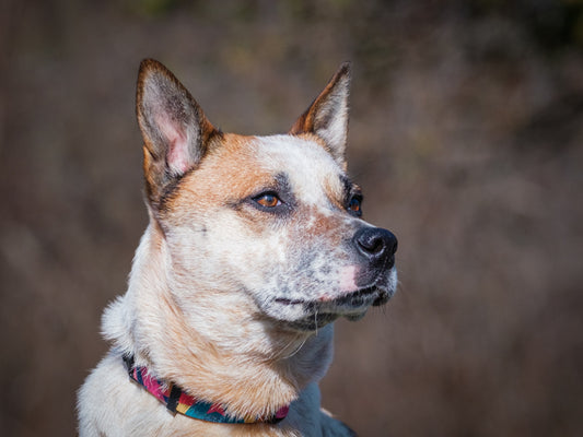Pixie (26065) a Croisement de Bouvier Australien Adopté on 30 May 2026