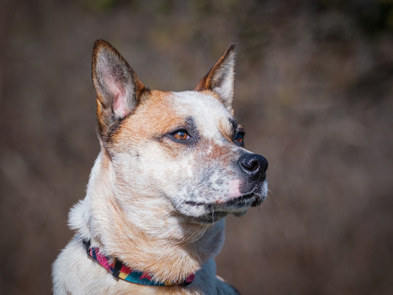Pixie Australian Cattle Dog-x Available for Adoption Animatch