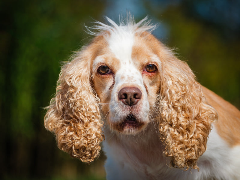 Poesie Cocker Spaiel Adopted Animatch