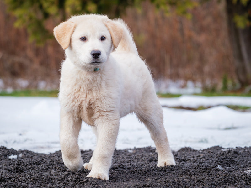 Animatch Polar – Animatch.ca Dog Adoption