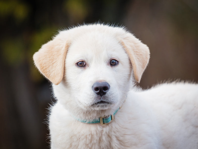 Polar Nordic mix Available for Adoption Animatch