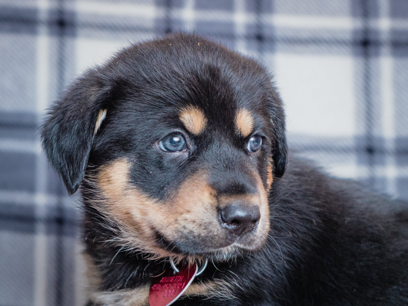 Polaris Labrador-x Available for Adoption Animatch